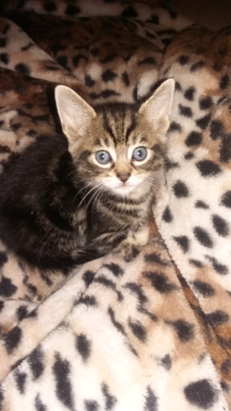 savannah cat for sale gumtree